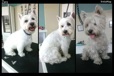 Salonik dla psa True Love